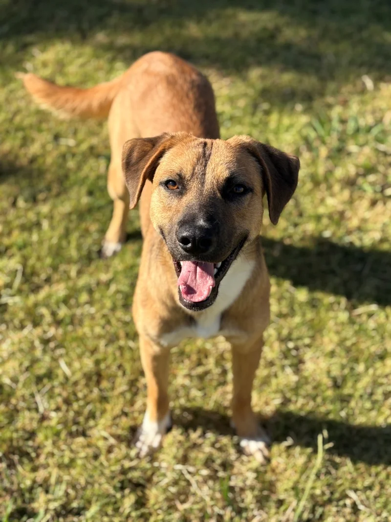Meet the Longest Residents of the Forney Animal Shelter: Finn, Kima, and Luna