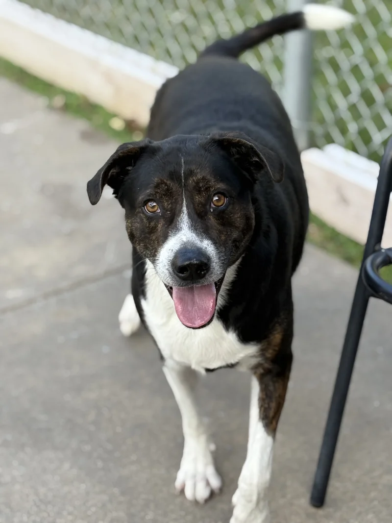 Meet Blaze: A Loving Companion Ready for Adoption This Holiday Season