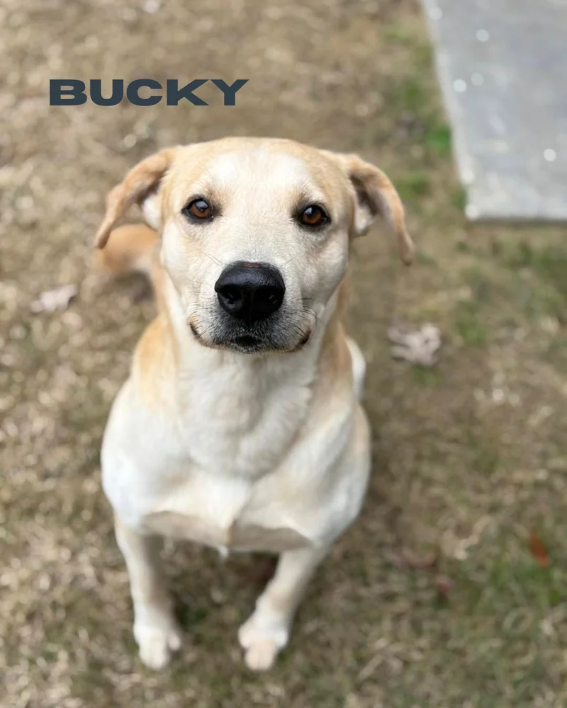 Forney Animal Shelter Issues Urgent "Code Red" as Capacity Reaches Critical Levels