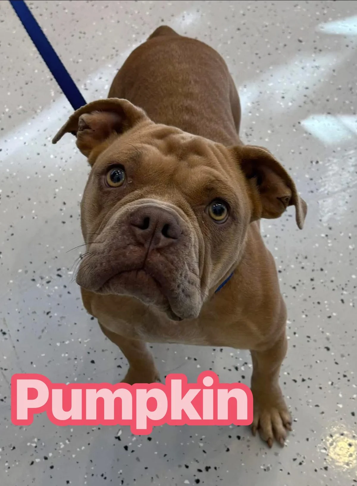 Forney Animal Shelter Urgently Seeks Foster Homes for New Arrivals