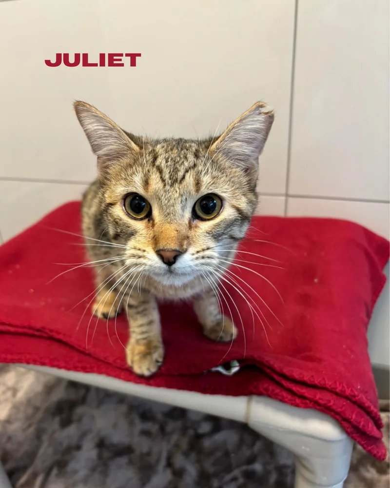 Forney Animal Shelter Urges Community to Adopt Pets This Holiday Season