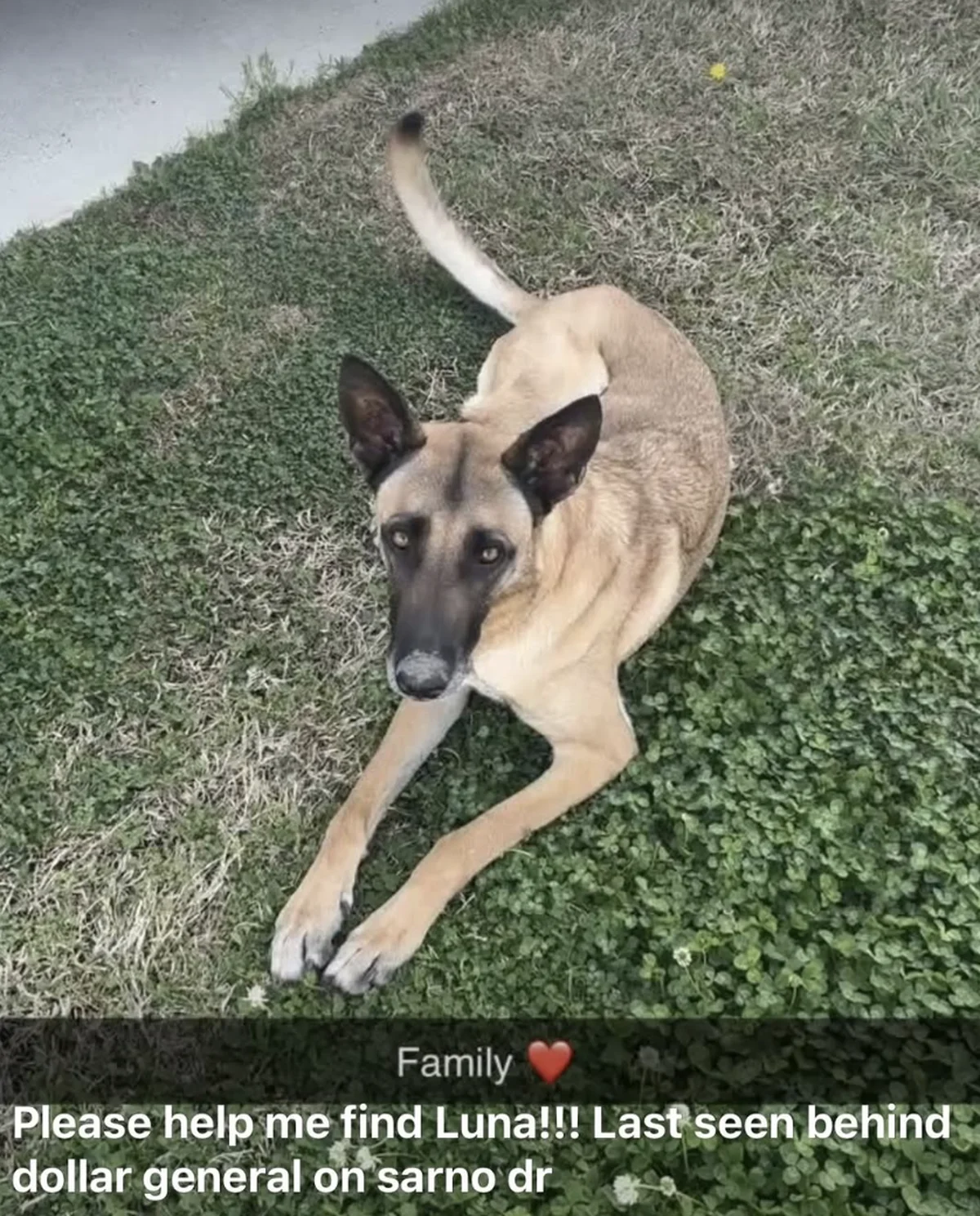 Forney Animal Shelter Raises Awareness on Pet Recovery Scam Following Luna's Return