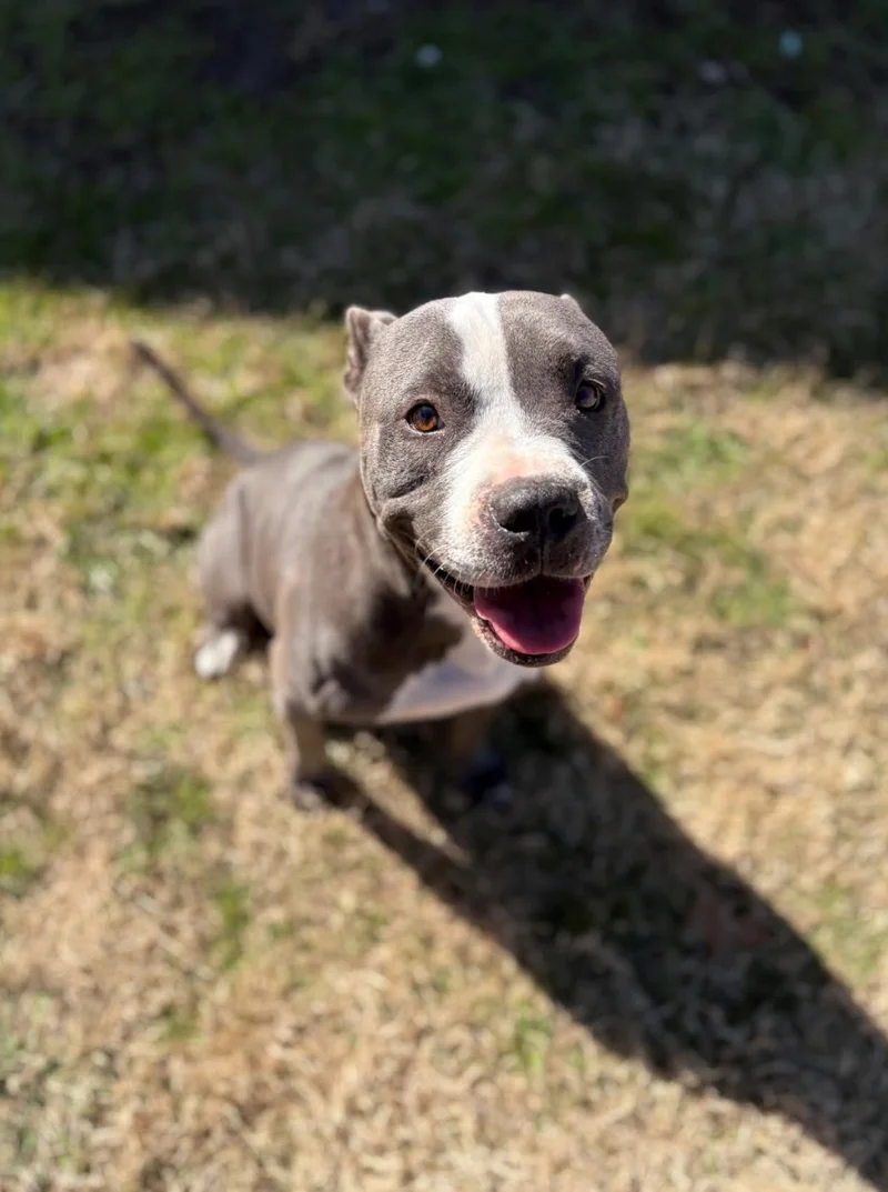 Meet Special K: The Longest Resident at Forney Animal Shelter Seeking a Forever Home