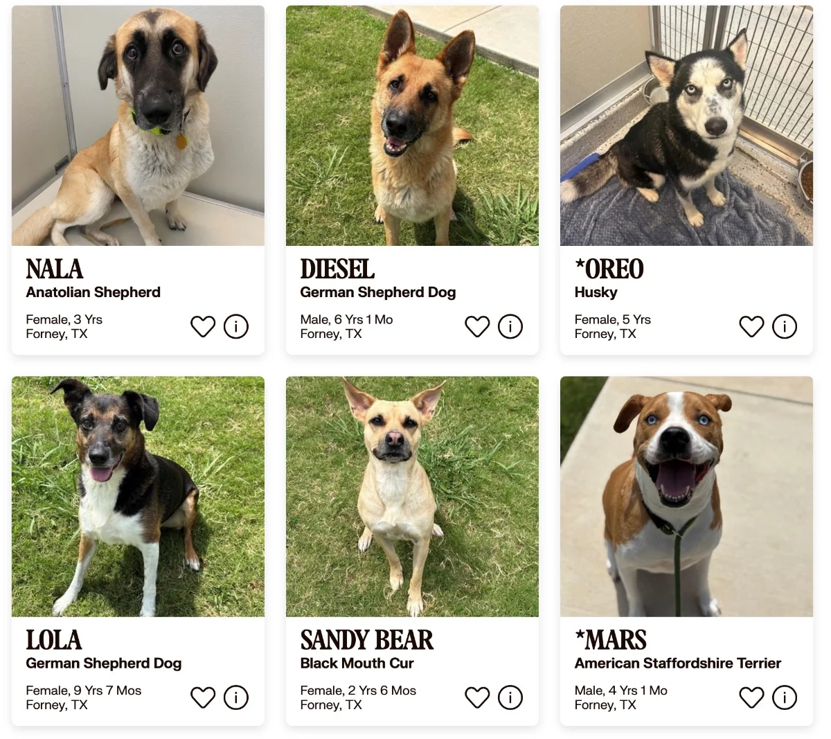 Forney Animal Shelter Faces Critical Capacity Crisis Ahead of Community Event