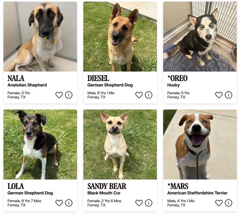 Forney Animal Shelter Faces Critical Capacity Crisis Ahead of Community Event