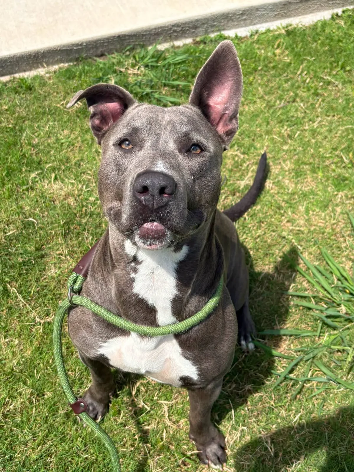 After 109 Days, Forney Animal Shelter Looks to Find a Forever Home for Gypsy