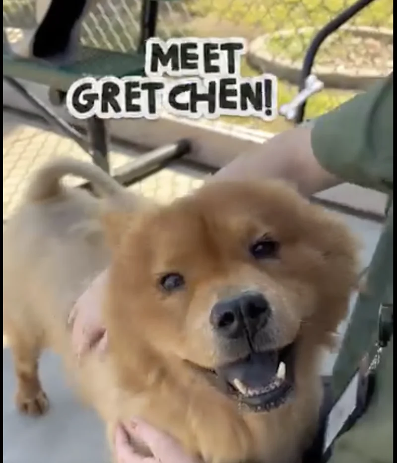 Finding a Forever Home: Meet Gretchen, the Forney Animal Shelter’s Resident Sweetheart