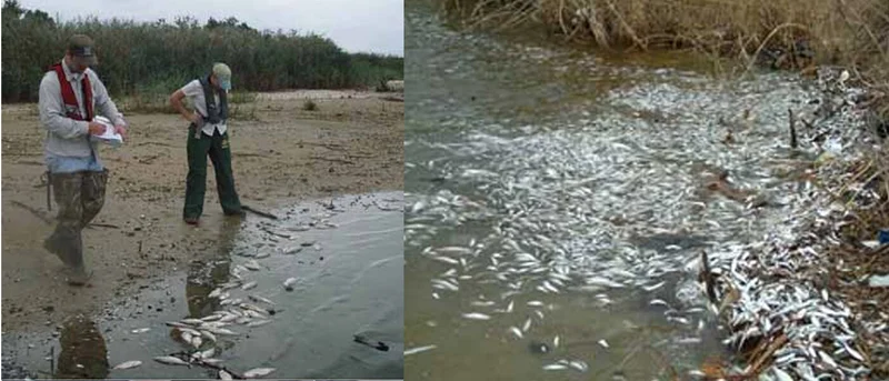 Kaufman County Extension Office: My Fish Have Died, What Caused the Problem?