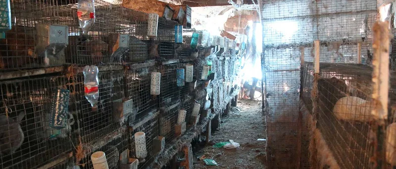 KCSO, SPCA remove 452 rabbits from Kaufman County property where more than 200 animals had previously been seized