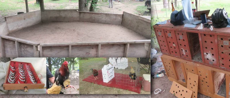 104 fighting roosters seized in cockfighting raid, several arrests made and multiple citations issued