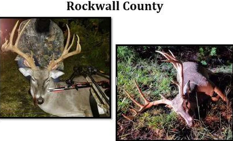 Game Wardens seeking information on theft of antlers from illegally harvested deer