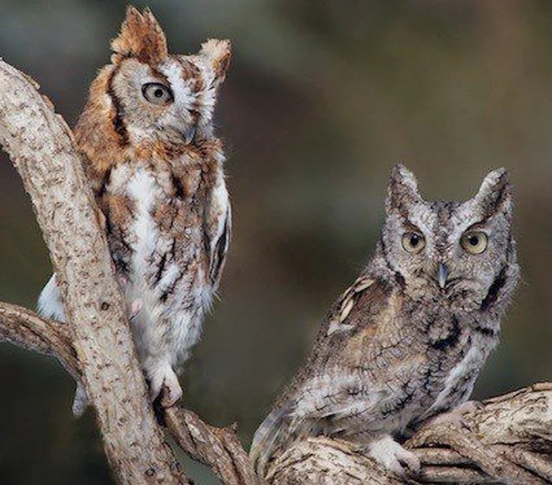 North Texas man pleads guilty to illegally possessing and selling eastern screech owl in Van Zandt County