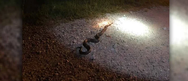 Large snake possible cause of power outage between Kaufman and Canton