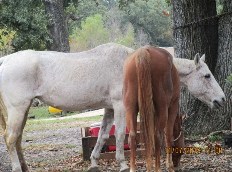 SPCA seizes 8 animals into custody in Kaufman County