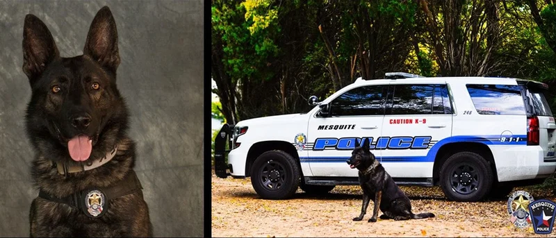 Mesquite Police Department K-9 Kozmo dies during early morning search for aggravated robbery suspects