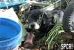 aaaspca5.jpg