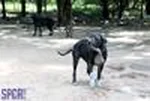 aaaspca4.jpg