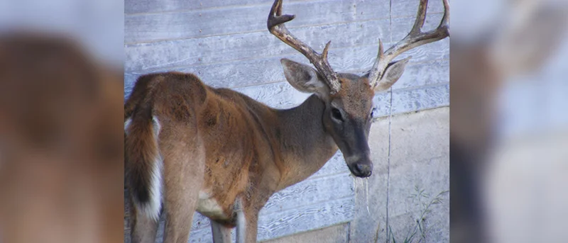 Kaufman County deer hunters required to test harvested game