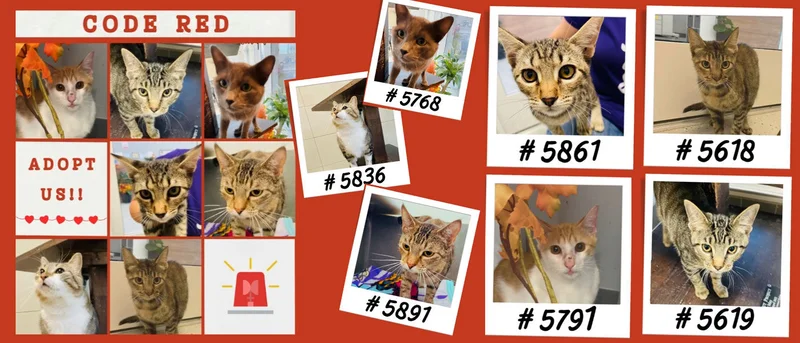Forney Animal Shelter At Capacity - Adopt Today!