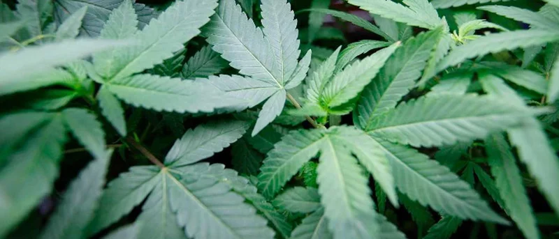 Kaufman County DA says marijuana cases wont be prosecuted without further testing