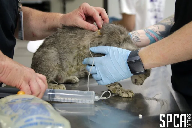 107 allegedly cruelly treated animals seized from Dallas County property were 156 were previously seized
