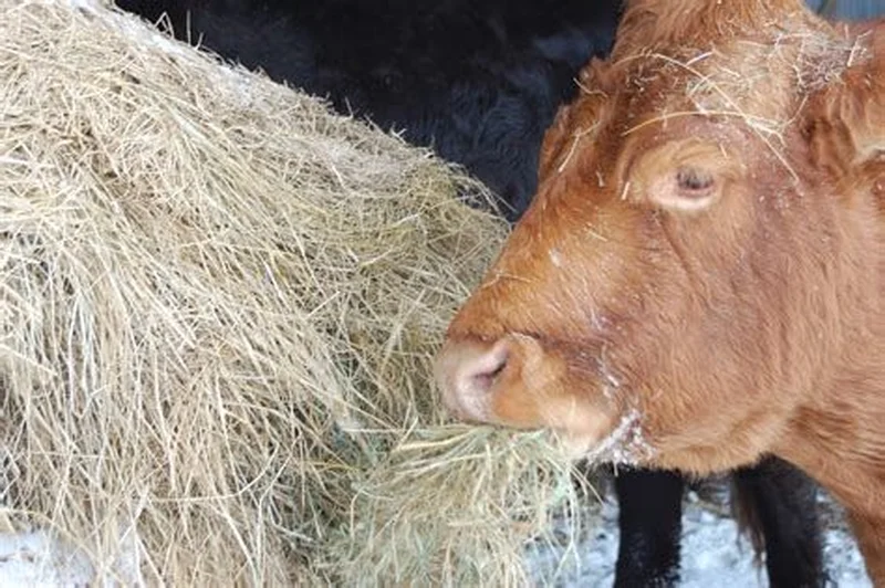 County hay show scheduled