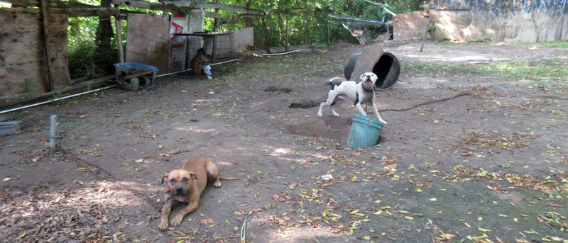 Six dogs suspected of being used for dogfighting seized from Terrell property where 11 dogs previously seized