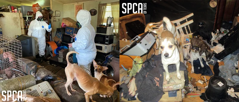 Two arrests made in Van Zandt County animal cruelty cases