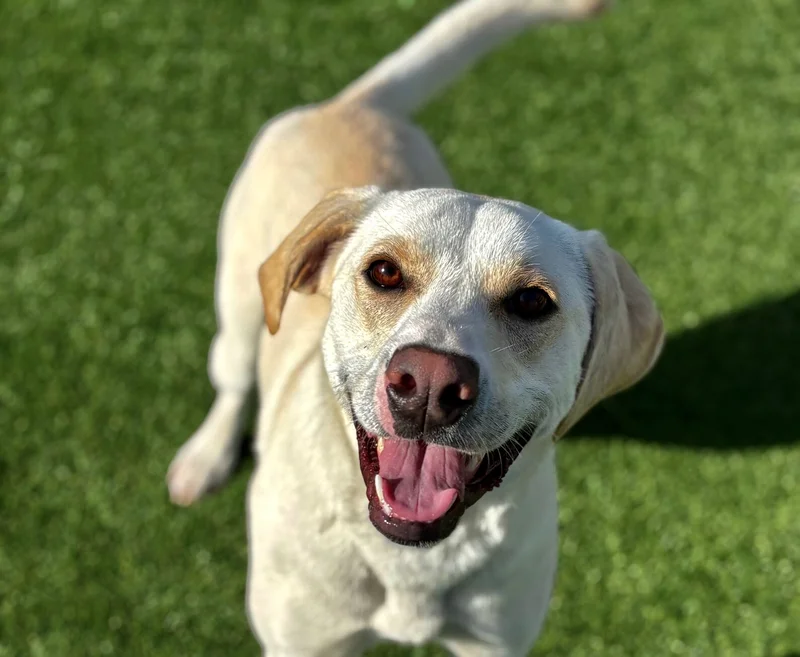 Forney Animal Shelter Pet of the Week- Leah the Happy Lab!