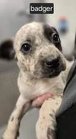 forney-badger-puppy.jpg