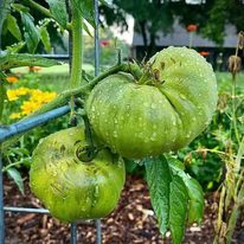 East Texas Arboretum to Host Seed Starting Workshop