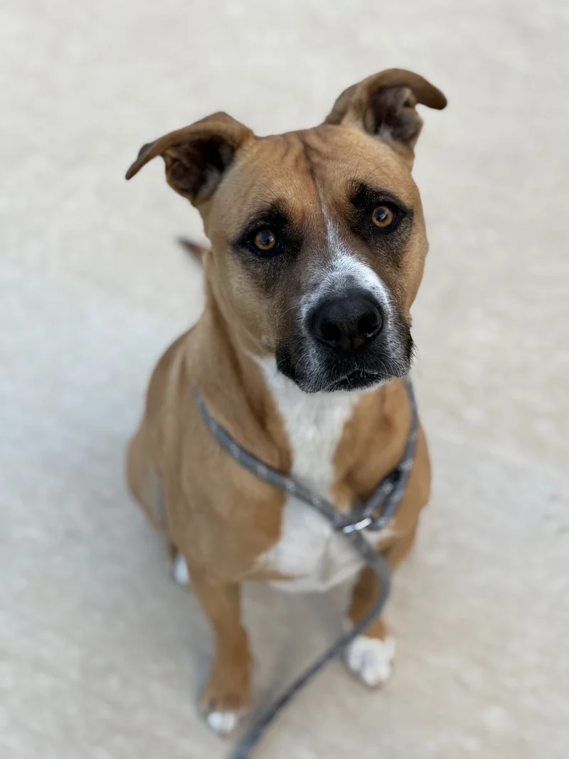 Forney Animal Shelter Pet Of The Week- HULK