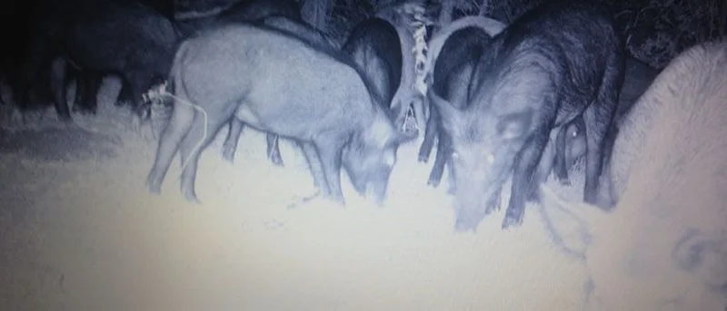 With landowner consent, no hunting license required for feral hog hunting beginning Sept. 1