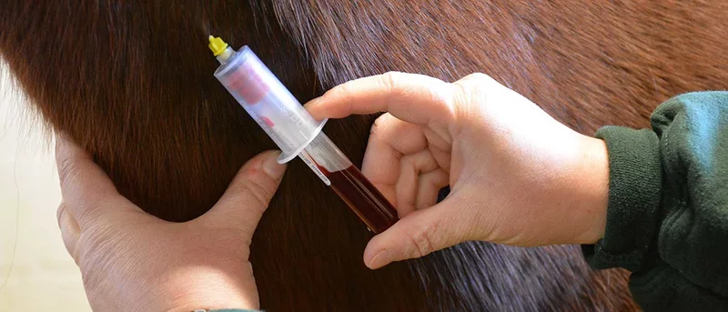 16 Kaufman County quarter horses test positive for equine infectious anemia in latest outbreak bulletin, quarantine ordered