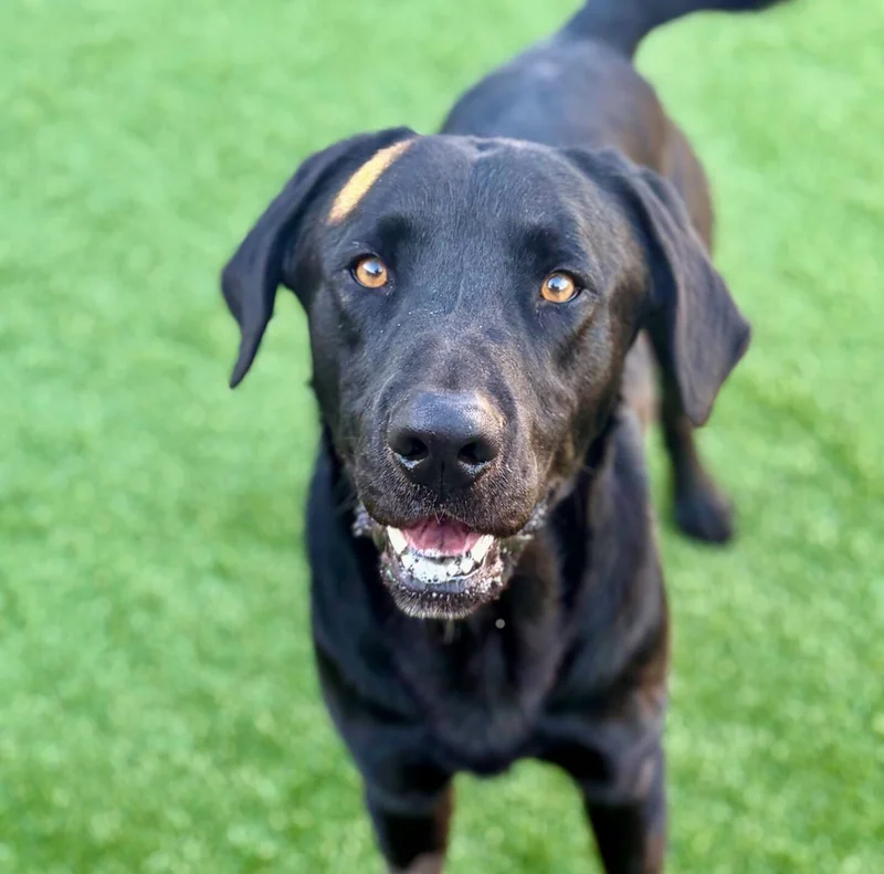 Forney Animal Shelter Pet Of The Week- Meet Vader