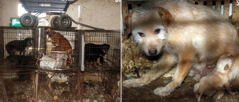 146 allegedly cruelly-treated animals seized from Hunt County property
