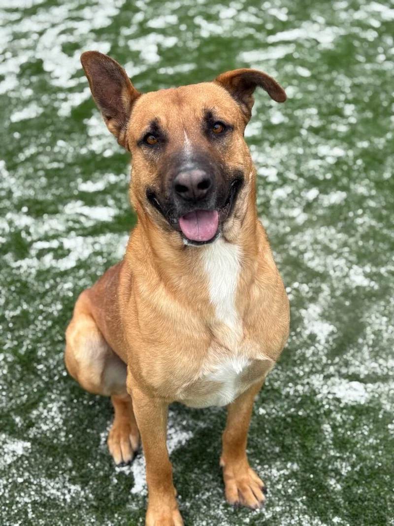 Forney Animal Shelter Pet of the Week- Dodger