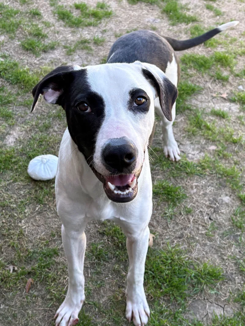 Forney Animal Shelter Pet of the Week- Meet Fred!