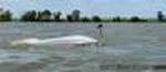 capsized