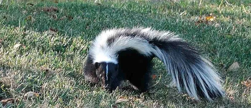 Skunk tests positive for rabies in Kaufman