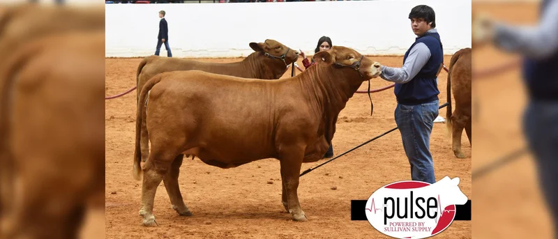Kaufman High School's Kasen Ramirez wins Grand Champion Beefmaster Heifer at 2022 Fort Worth Stock Show