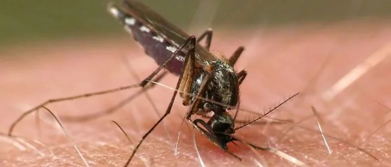 City of Forney to begin proactively spraying for mosquitoes