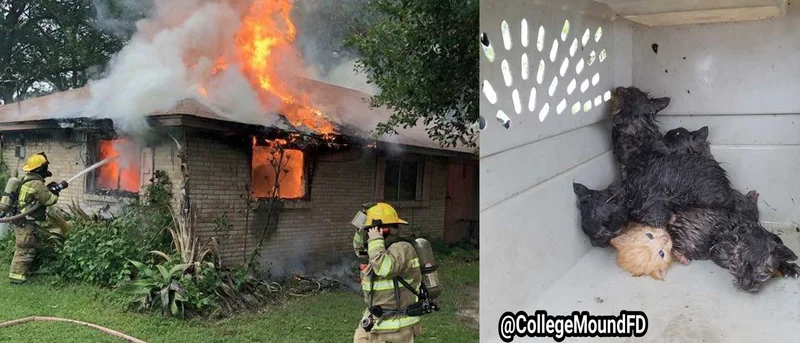 Firefighters rescue kittens from residential house fire