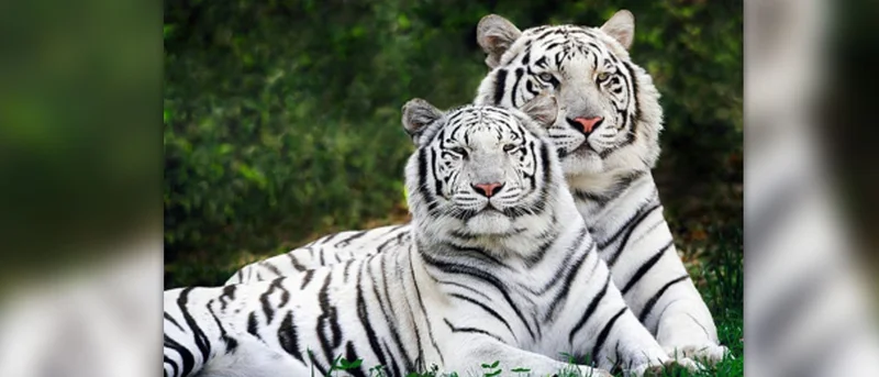 Kaufman woman cited, ordered to cease and desist tiger exhibits; PETA urges USDA pursue criminal charges