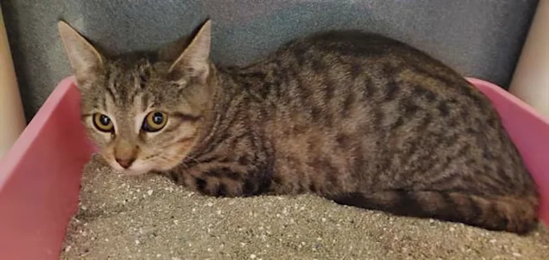 Robyn's First Christmas Wish: A Forever Home