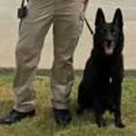 Kaufman County Sheriff's K-9 retires after nine years of service
