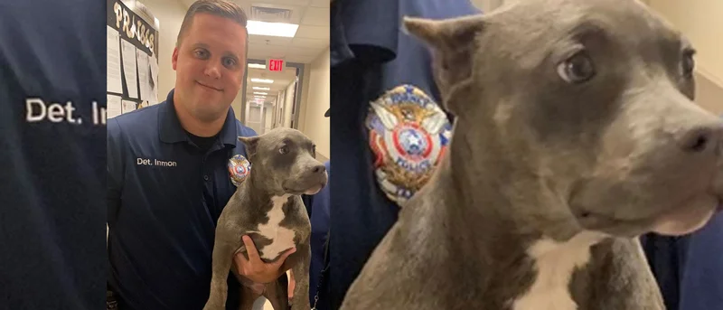Police: Puppy stolen at gunpoint safely recovered, returned home