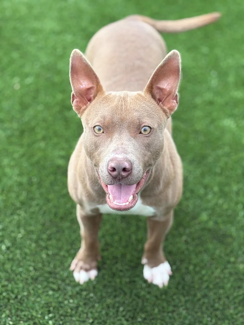 Forney Animal Shelter Pet of the Week - LILLIANA