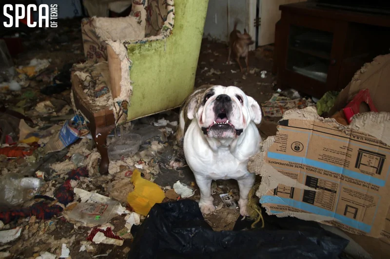 94 allegedly cruelly treated animals seized from Van Zandt county property, 4 deceased