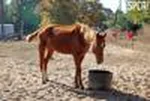 horse.jpeg